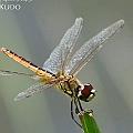 Macrodiplax cora (Wandering Pennant) female in Barron Water Park<br />Canon EOS 7D MK2 + EF400 F5.6L